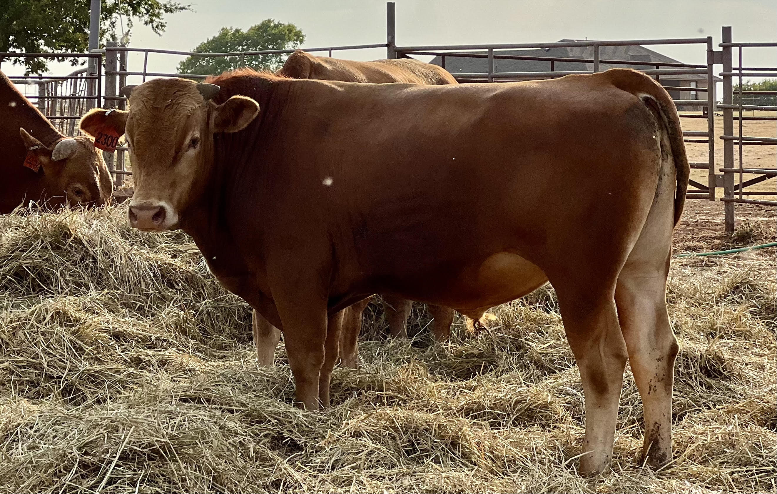 2 Head Full blood Akaushi Bulls